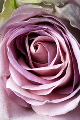 close up of purple rose