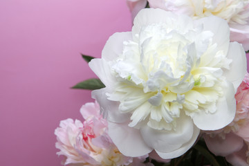 peony flowers on purple background 