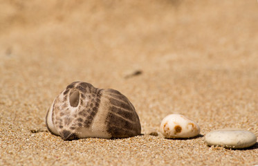 The shell of a sea urchin on the sand