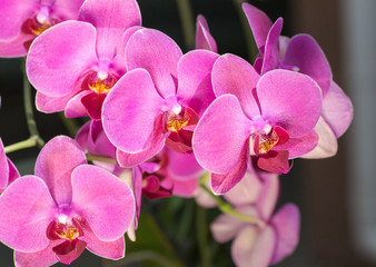 Fototapeta na wymiar Wonderful purple orchids