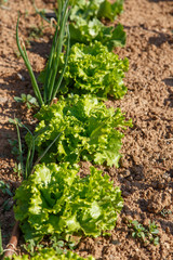 lettuce salad growed