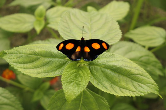 Orange spotted black "Grecian Shoemaker" butterfly (or Blue Frosted Banner, Blue Frosted Catone, Stoplight Catone) in Innsbruck, Austria. Catonephele Numilia is native to Central and South America.
