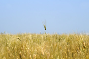 Obraz premium ear of corn