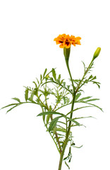 Marigold flower