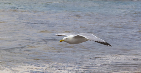 seagurl