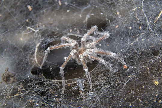 Spider