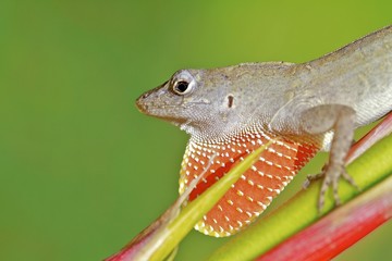 light brown Lizard on a tropical plant