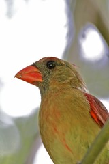 Female Cardenal on a tree branch