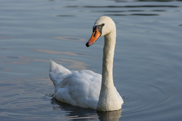 Obraz premium Swan on a pond background
