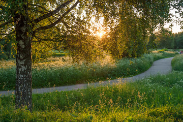 Summer landscape in the evening sun in the park