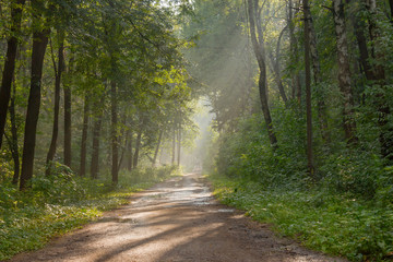 Obraz premium Summer forest park after rain in the evening sun 