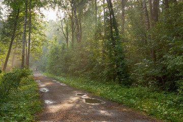 Summer forest park after rain in the evening sun