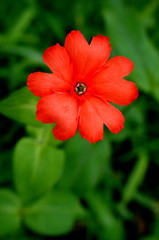 マツモトセンノウ