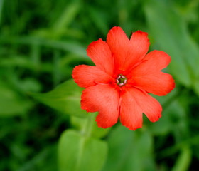 マツモトセンノウ