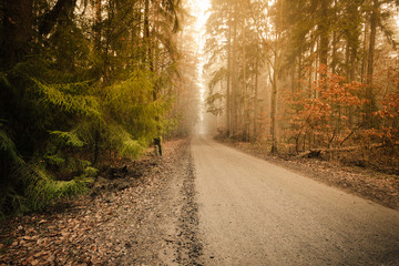 Fototapeta na wymiar Pathway through the misty autumn forest