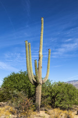 beautiful cacti in landscape