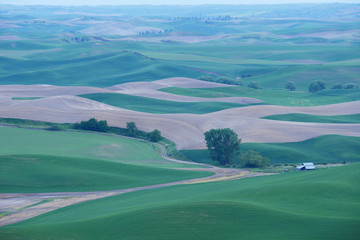 green wheat hill from palouse