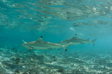 Obraz premium Blacktip Reef Sharks