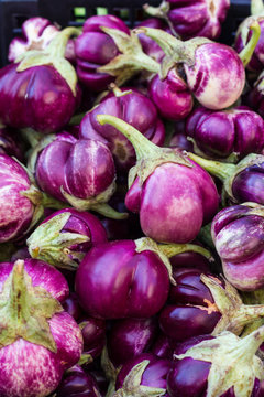 Eggplant purple jagged rough.
