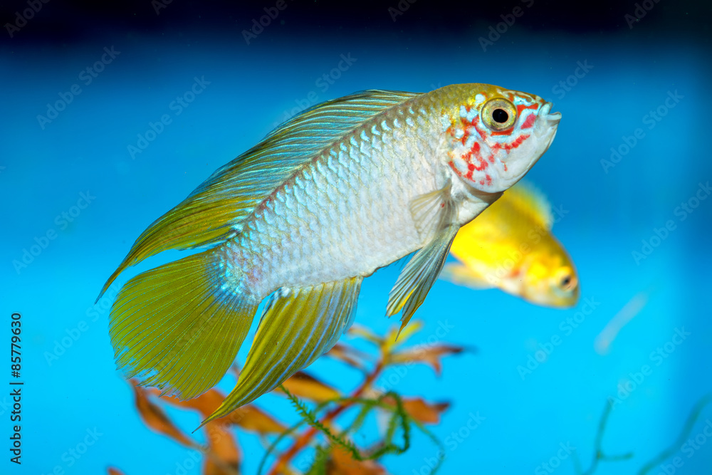 Wall mural Apistogramma fish