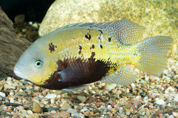 Cichlid fish