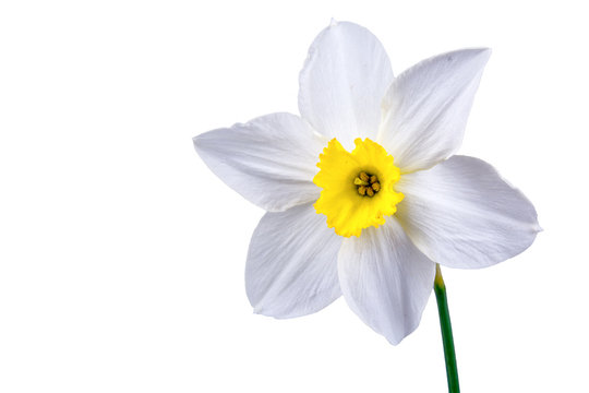 White daffodil