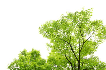 新緑の楓の木