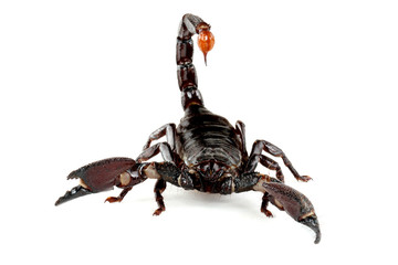 Emperor Scorpion