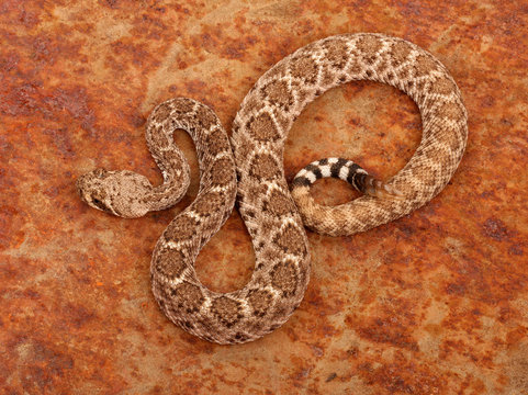 Western Diamondback Rattlesnake.