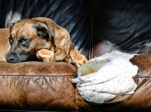 Guilty Dog On A Chewed-Up Leather Sofa