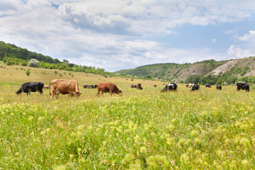 Naklejka na ściany i meble cows on grassland