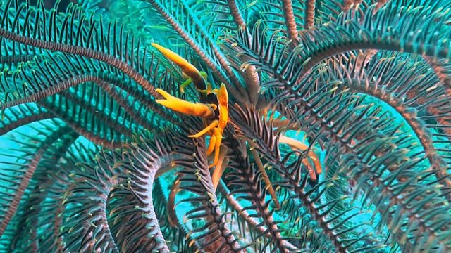 A Squat Lobster in a Crinoid