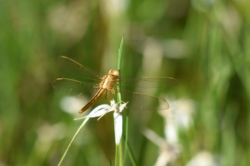 Golden Dragonfly on a White Flower