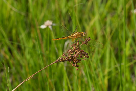 Golden Dragonfly on Brown Flowers
