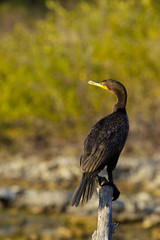 green heron standing on a branch in a tropical pond