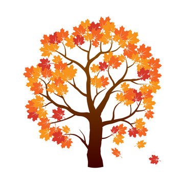 Color Autumn Maple Tree. Vector Illustration.