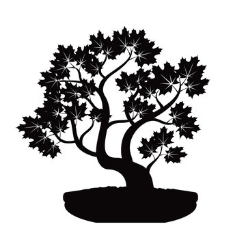 Black Bonsai Maple Tree. Illustration.