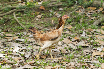 Thai gamecock