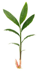 Fresh galangal plant on white