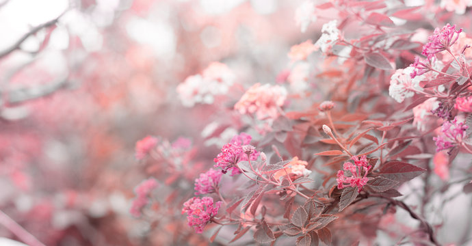 Beautiful  flower - nature background