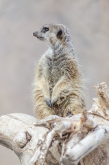 Watchful Meerkat