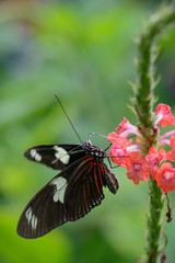 Red and Black Doris butterfly