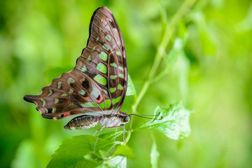 Yong Tailed Jay Butterfly