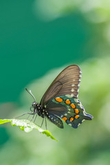 The Common Mormon - Female [Papilio polytes]