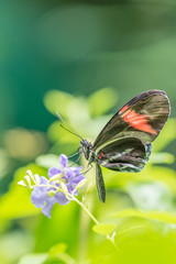 The small red postman - Heliconius erato