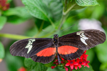 Obraz na płótnie Canvas Red and Black Doris butterfly With Open Wings
