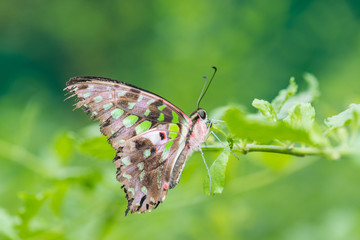 Fototapeta na wymiar Tailed Jay Butterfly - Closeup