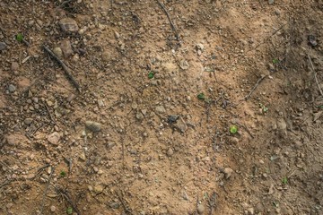 soil and rocks