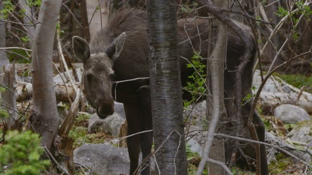 Young Moose Grazes in Peaceful Forest - Cranked FPS