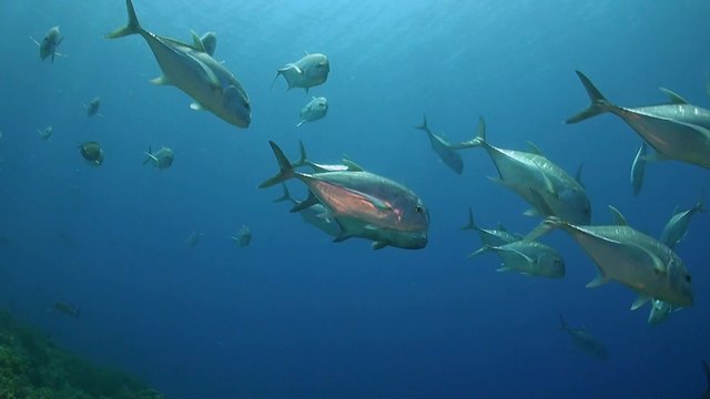 A school of Giant trevallies swiming over a coral reef